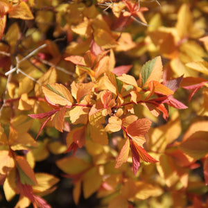 Spiraea japonica 'Firelight' Shrubs