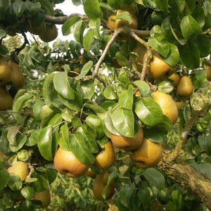'Beurré Hardy' Pear Tree Fruit Trees