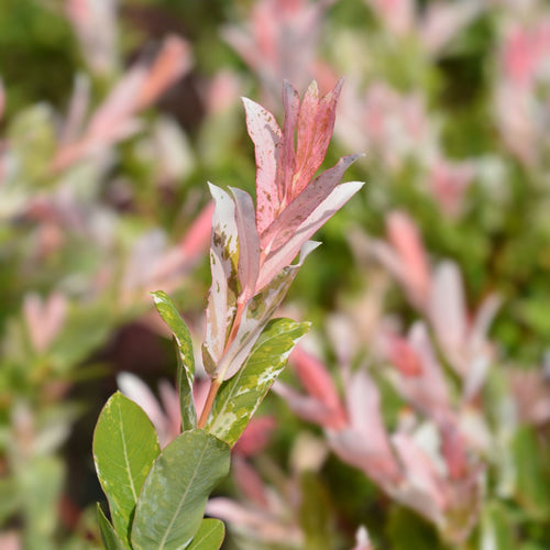 Flamingo Willow Tree | Salix integra 'Hakuro-Nishiki' Ornamental Trees
