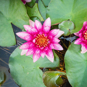 Magenta Water Lily | Nymphaea 'Vesuve' Pond Plants