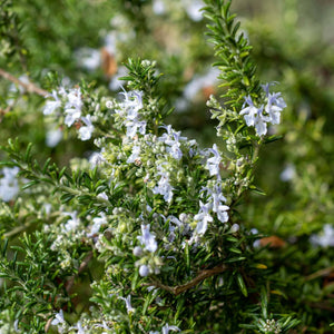 Patio Creeping Rosemary Tree | Rosmarinus officinalis 'Prostratus' Shrubs