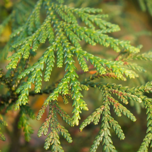 Western Red Cedar | Thuja plicata 'Atrovirens' Shrubs