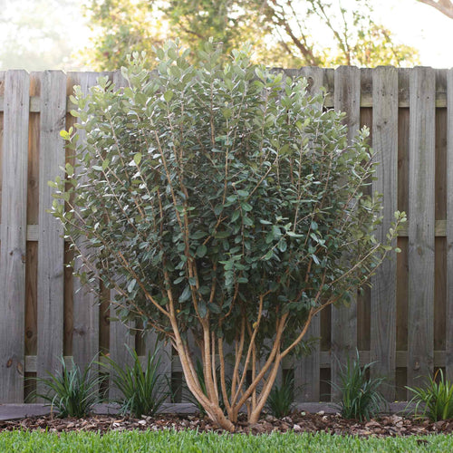 Pineapple Guava Plant | Feijoa Sellowiana Soft Fruit