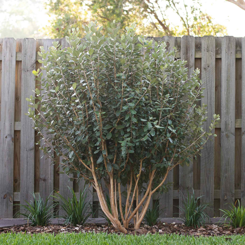 Pineapple Guava Plant | Feijoa Sellowiana Soft Fruit