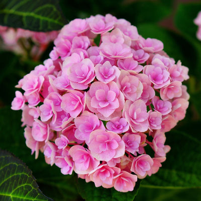 Hydrangea macrophylla 'Expression' Shrubs
