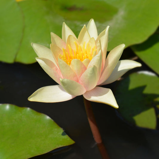 Large Water Lily | Nymphaea 'Paul Hariot' Pond Plants