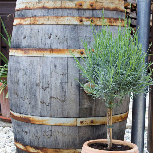 Patio Lavender Tree | Lavandula angustifolia 'Munstead' Perennial Bedding