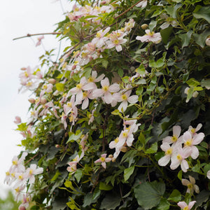 Clematis montana 'Rubens' Climbing Plants