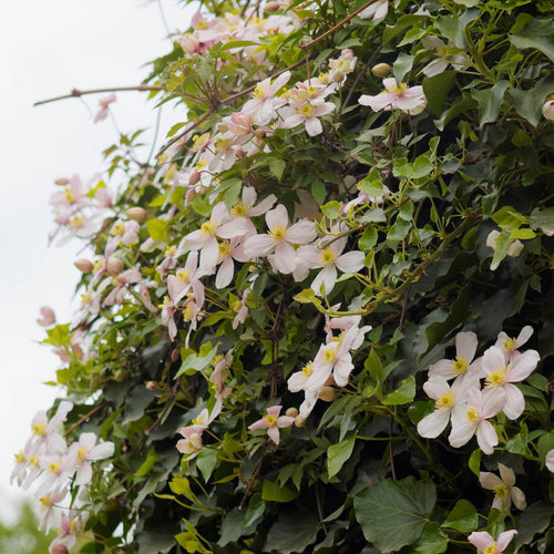 Clematis montana 'Rubens' Climbing Plants
