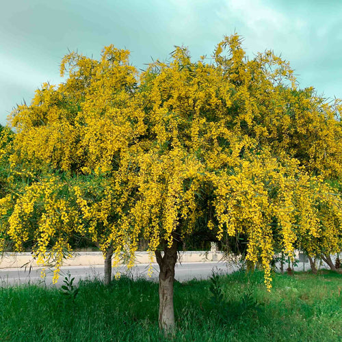Golden Mimosa Tree | Acacia dealbata Ornamental Trees
