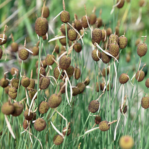 Miniature Bulrush | Typha minima Pond Plants