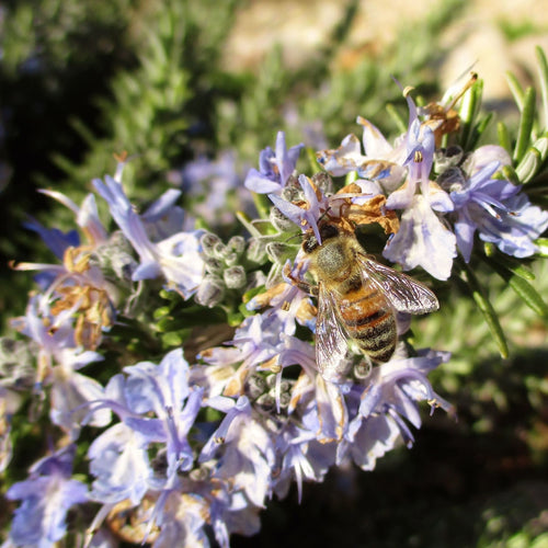 Patio Creeping Rosemary Tree | Rosmarinus officinalis 'Prostratus' Shrubs