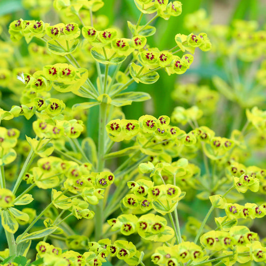 Euphorbia 'Ascot Rainbow' Perennial Bedding