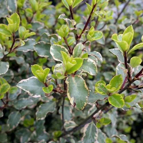Pittosporum tenuifolium 'Victoria' Shrubs