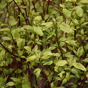 Siberian Dogwood | Cornus alba 'Sibirica' Shrubs
