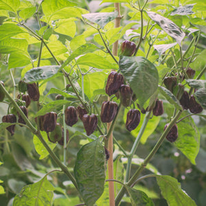 'Habanero Chocolate' Grafted Chilli Pepper Plant Vegetables