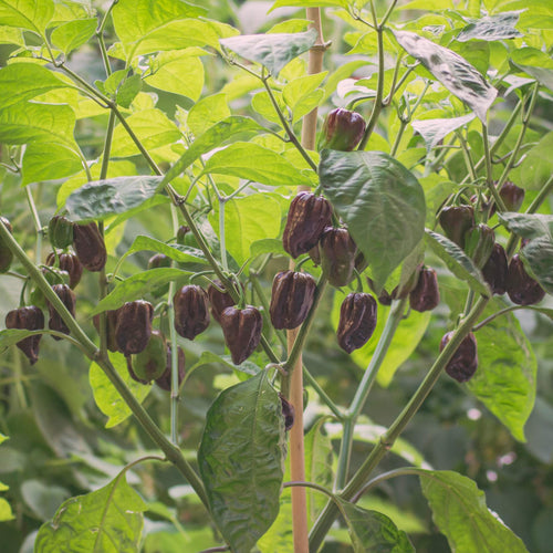'Habanero Chocolate' Grafted Chilli Pepper Plant Vegetables