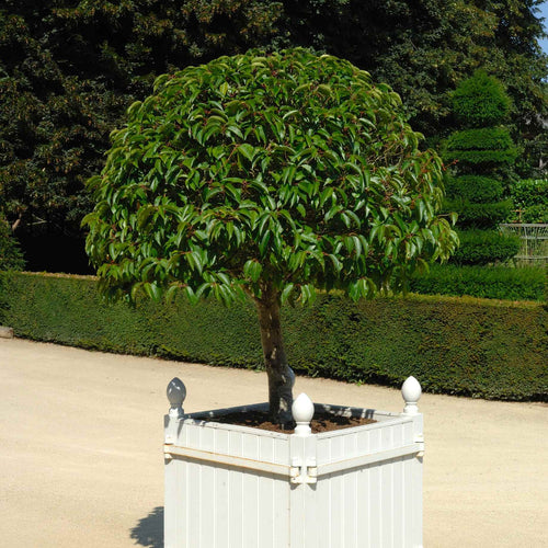 Patio Portuguese Laurel Tree | Prunus lusitanica 'Brenelia'® Ornamental Trees