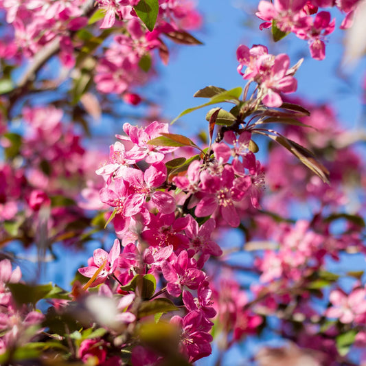 'Red Glow' Crabapple Tree Fruit Trees