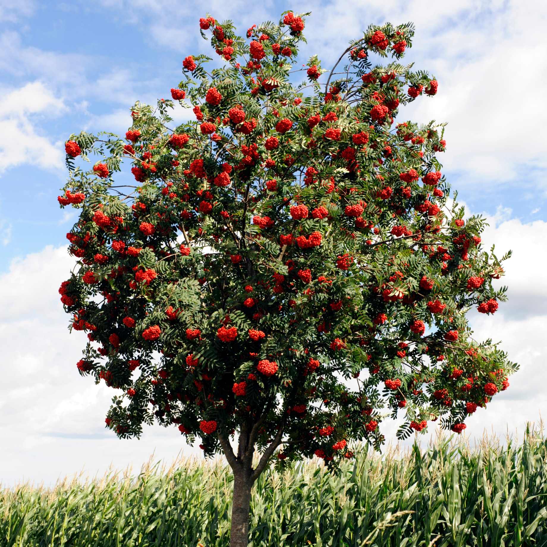 Rowan Tree Planting Mountain Ash Rowan Tree | Shop UK Grown Sorbus aucuparia – Roots Plants