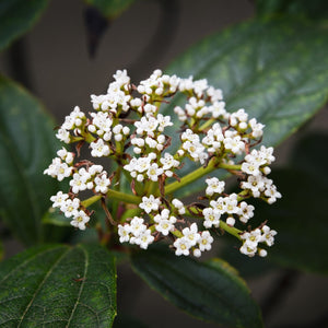 David Viburnum | Viburnum davidii Shrubs