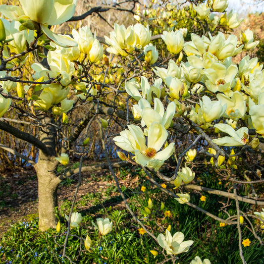 Magnolia 'Butterflies' Ornamental Trees