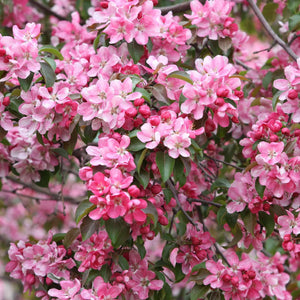 'Rudolph' Crabapple Tree Ornamental Trees