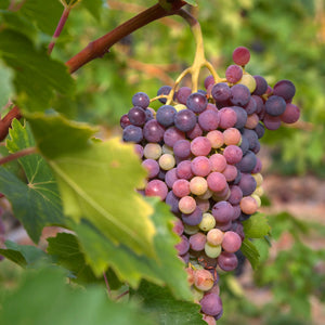 'Autumn Royal' Seedless Grape Vine Soft Fruit