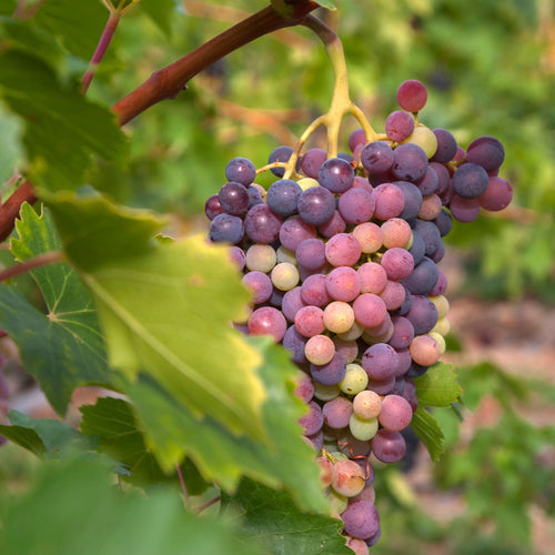 'Autumn Royal' Seedless Grape Vine Soft Fruit