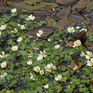 Oxygenating Water Crowfoot | Ranunculus aquatilis Pond Plants