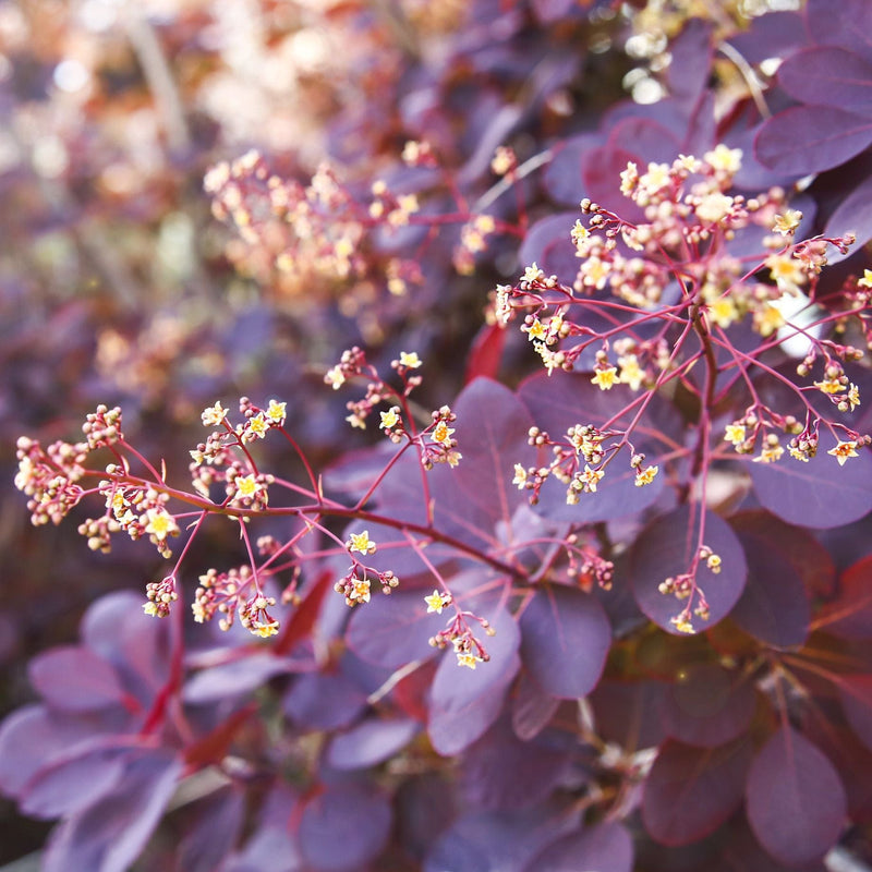 Smoke Bush | Cotinus coggygria 'Royal Purple' Shrubs