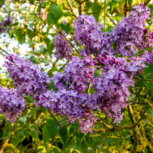 Lilac 'Katherine Havemeyer' | Syringa vulgaris Shrubs