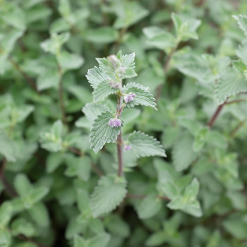 Catmint 'Six Hills Giant' | Nepeta Perennial Bedding