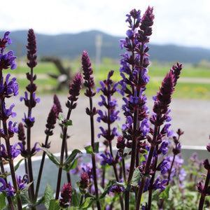 Salvia 'Caramia' Perennial Bedding