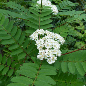 'White Wax' Rowan Tree | Sorbus arnoldiana Ornamental Trees