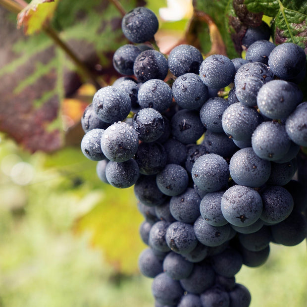 'Dornfelder' Grape Vine Soft Fruit