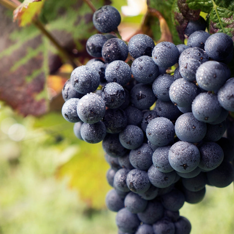 'Dornfelder' Grape Vine Soft Fruit