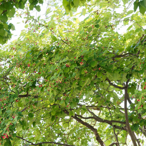 Amelanchier Tree | Amelanchier canadensis Ornamental Trees