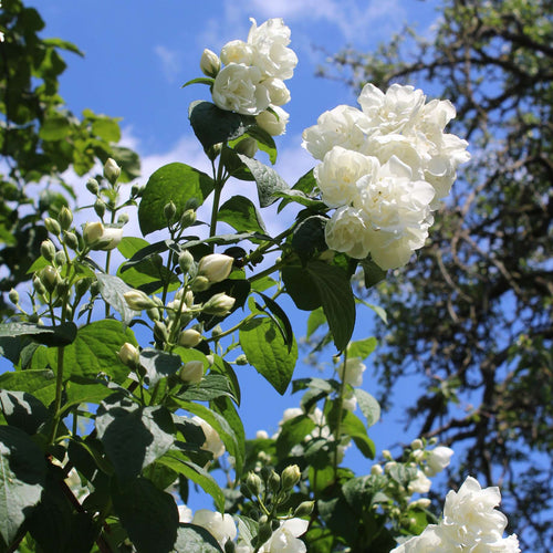 Philadelphus 'Virginal' Shrubs