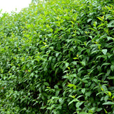 Common Privet | Ligustrum ovalifolium Shrubs