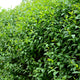 Common Privet | Ligustrum ovalifolium Shrubs