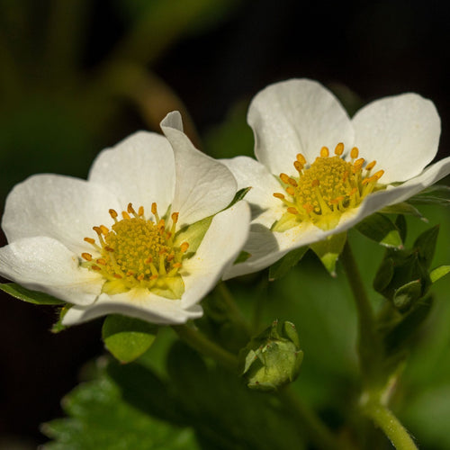 'Sweetheart' Strawberry Plant Soft Fruit