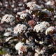 Physocarpus opulifolius 'Diabolo' Shrubs