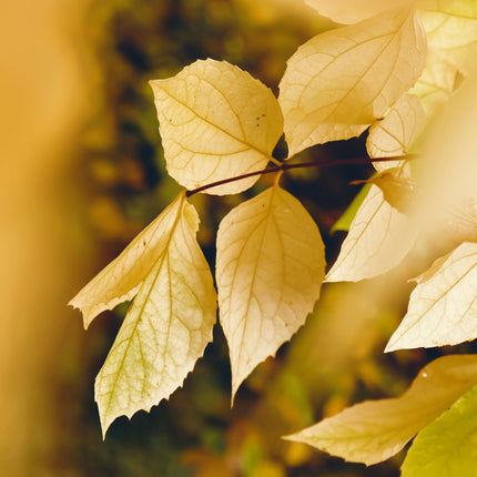 Small-Leaved Lime Tree | Tilia cordata 'Winter Orange' Ornamental Trees