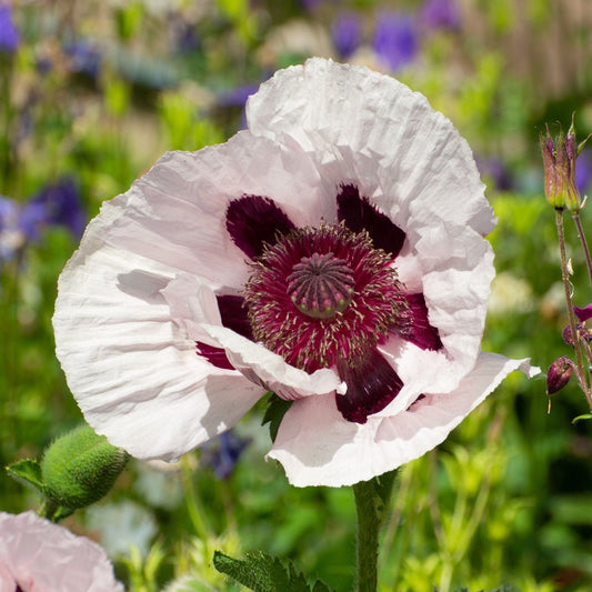 White Poppy | Papaver 'Royal Wedding' Perennial Bedding