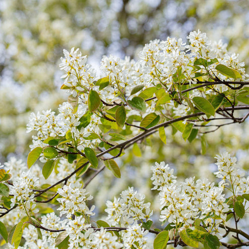 'Karina' Cherry Tree Fruit Trees