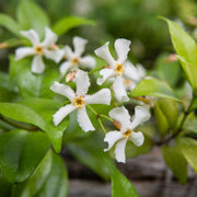 Chinese Jasmine | Trachelospermum asiaticum Climbing Plants