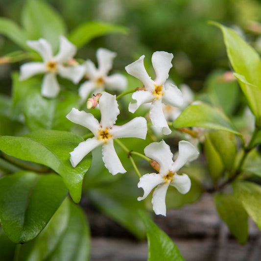 Chinese Jasmine | Trachelospermum asiaticum Climbing Plants