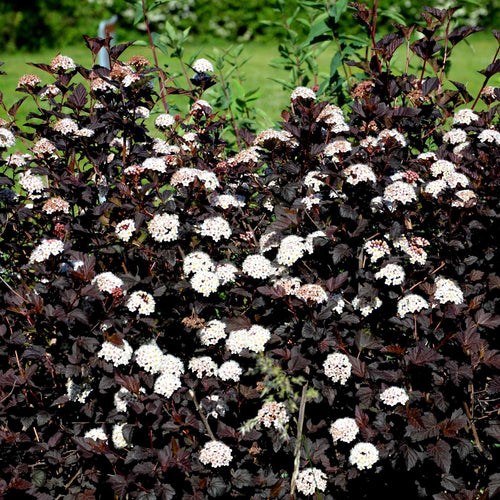Physocarpus opulifolius 'Diabolo' Shrubs