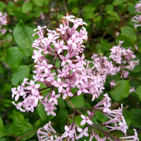 Lilac | Syringa 'Red Pixie' Shrubs